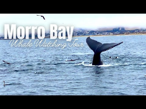 Morro Bay Whale Watching Season