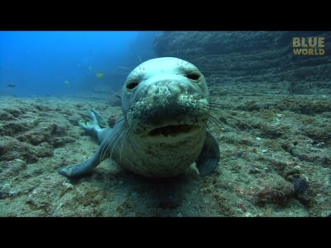 Seal Monk Kauai