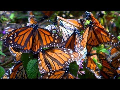 Monarch Butterfly Biosphere Reserve Tours