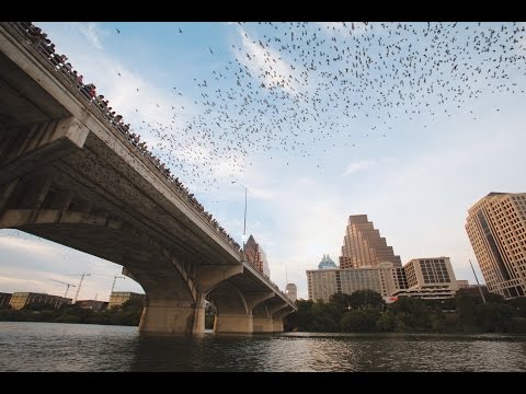 Kayak Bats Austin