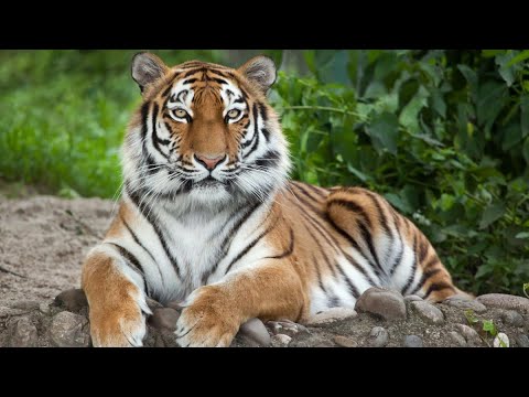 Dove Vedere Le Tigri In Natura