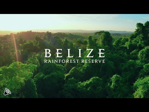 Forest Pluviale Del Belize