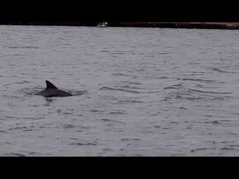 Dolphin Watch Corpus Christi
