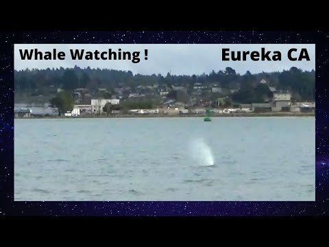 Whale Watching Humboldt County