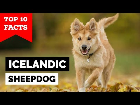 Animali Nativi Islandesi