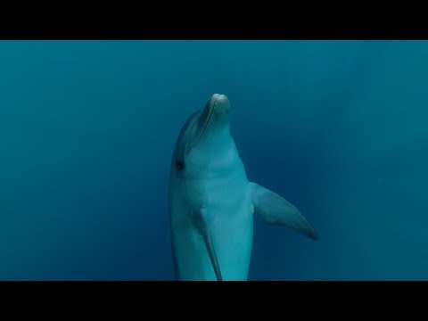 Nuota Con I Delfini San Diego