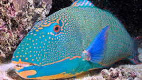 Esplorare la bellezza del pesce caraibico