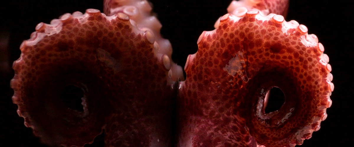 Alla scoperta del Figgerits: l'animale subacqueo con due stomaci