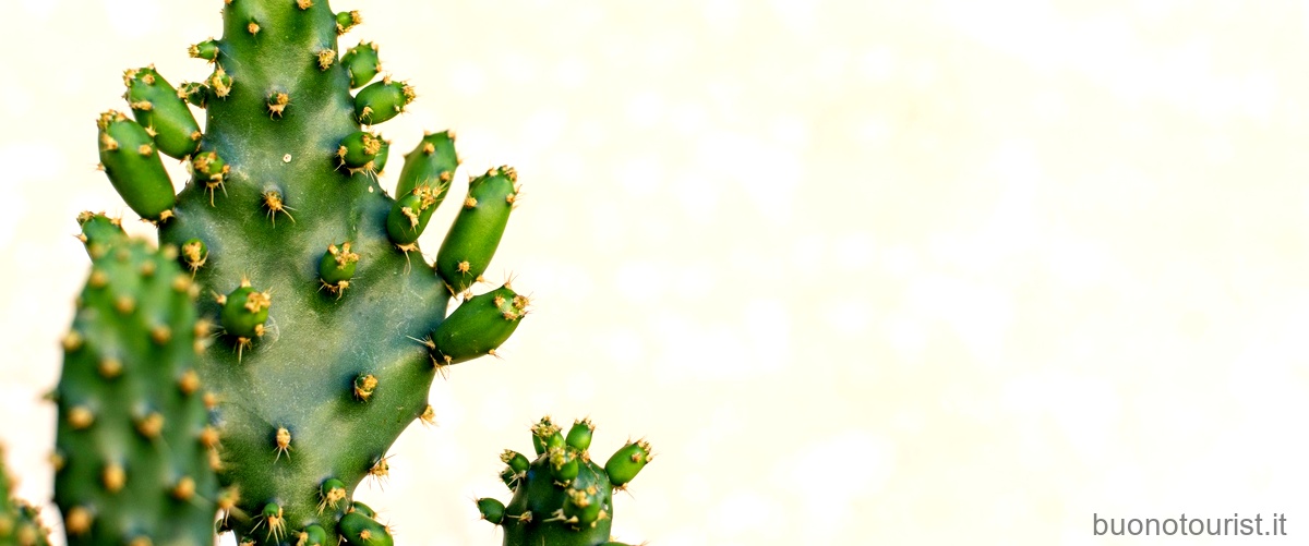Alla scoperta delle piante tipiche del Messico: un viaggio nella natura messicana