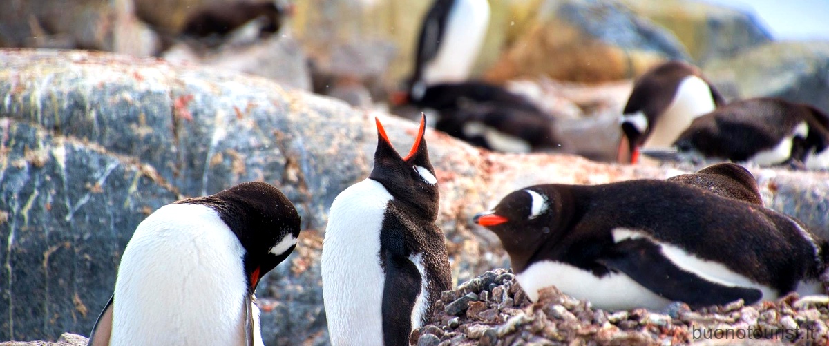 Grande uccello antartico: scopri le meraviglie della fauna polare