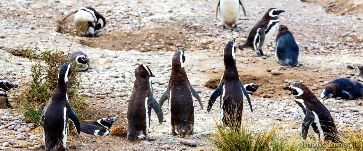 Come si chiama il figlio del pinguino?
