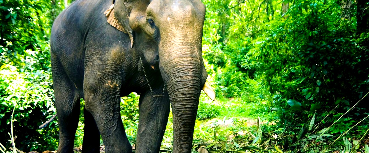 Tipi di elefante: scopri le diverse razze di questi magnifici animali