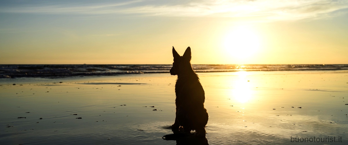 Night Cat Tenda da Spiaggia: la soluzione perfetta per ripararsi dal sole