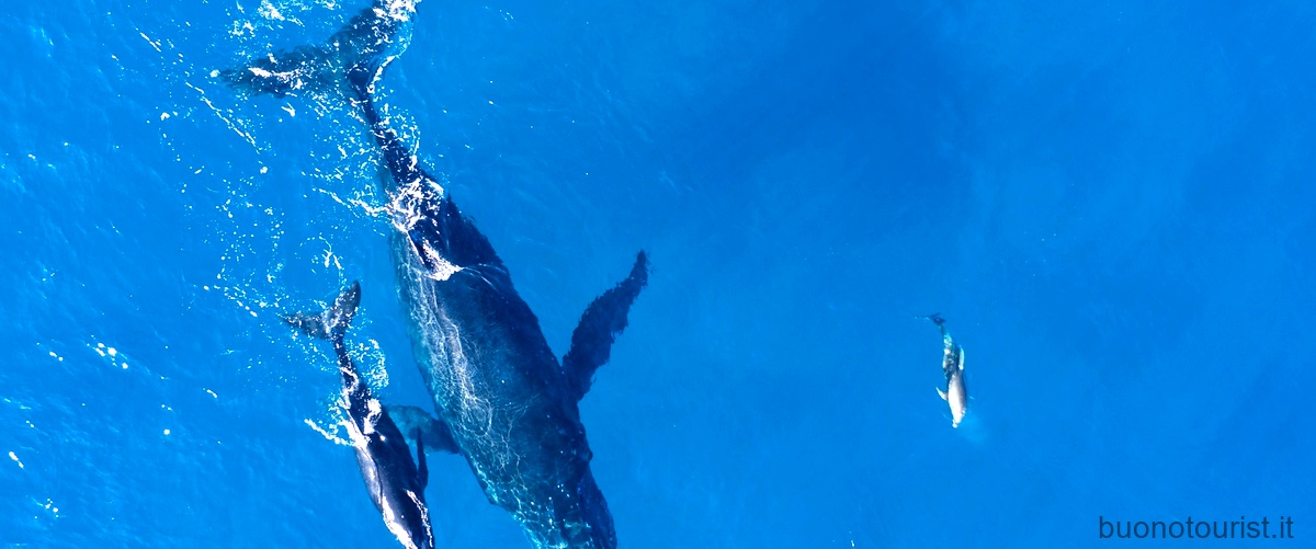 Lo squalo balena: un gigante dei mammiferi acquatici