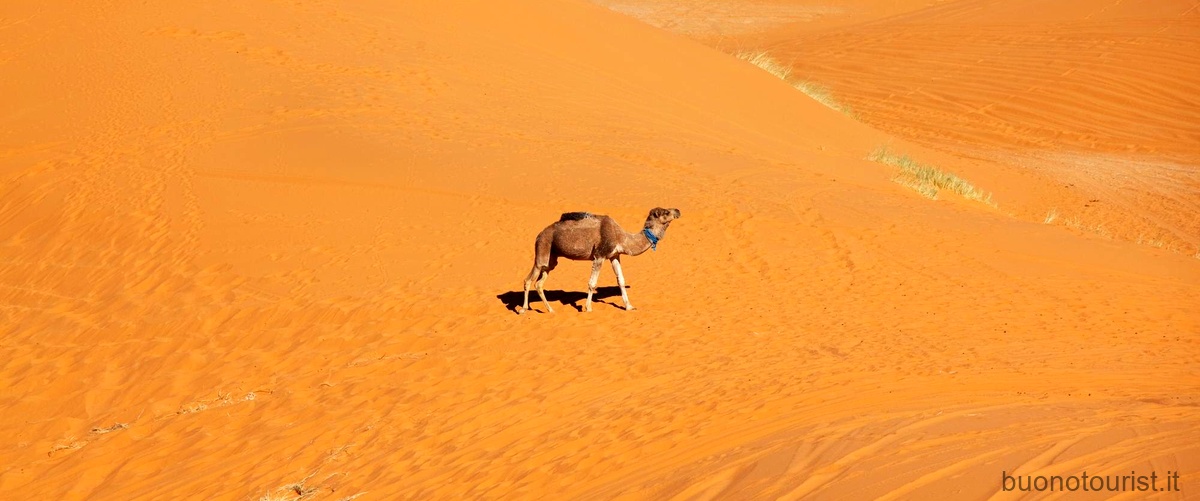 Domanda: Come vivono gli animali nel deserto?