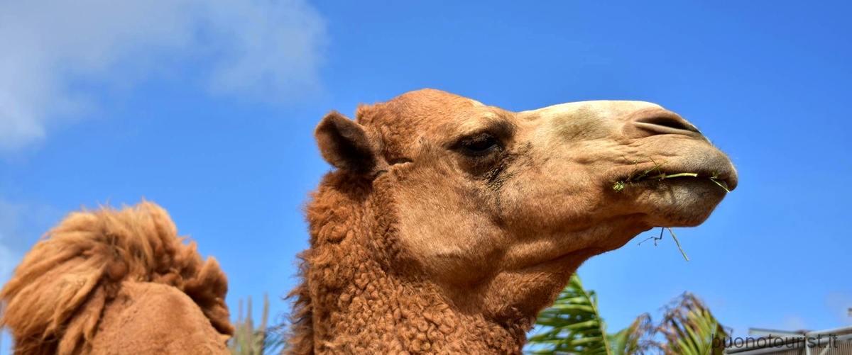 Domanda: Dove si trova lacqua nei cammelli?