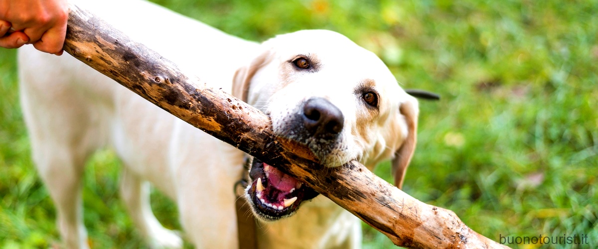 Cani magrissimi: scopri le razze più snelle e slanciate