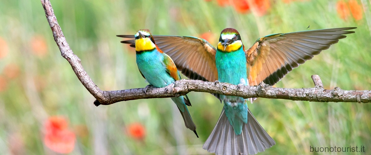 Domanda: Qual è lanimale che ha le ali colorate?