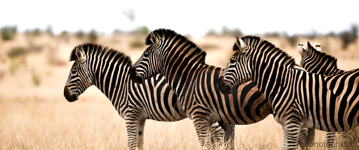 Dove atterrare per andare a fare il safari in Tanzania?