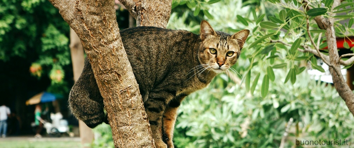 Dove si trova il gatto selvatico in Italia?