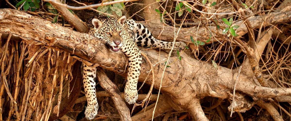 Quanti leopardi vivono nel mondo oggi?