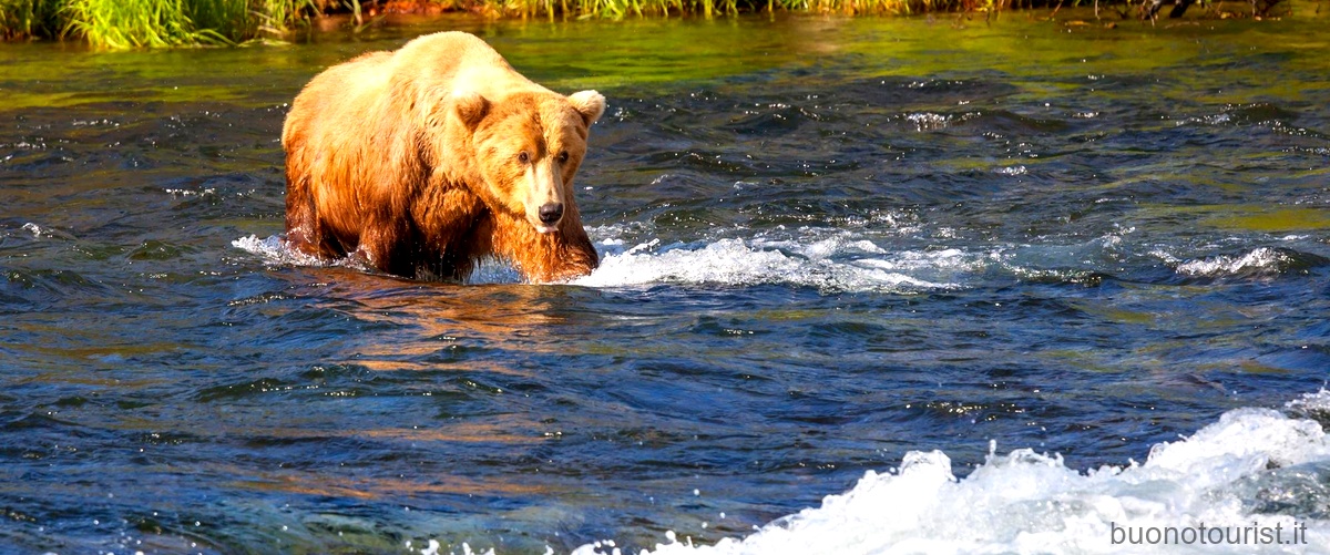 Animali in Alaska: scopri la fauna incredibile