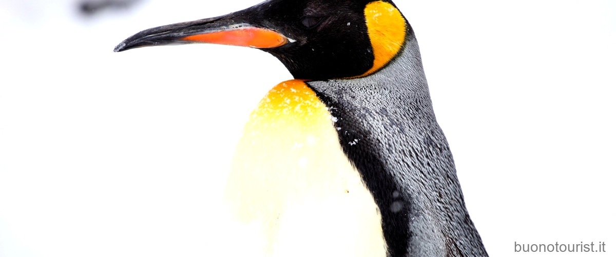 Esplorando il regno del grande uccello marino antartico: un viaggio nella sua habitat naturale