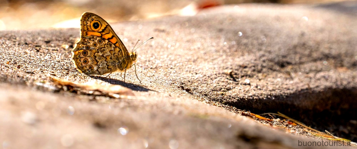 Esplorare la meravigliosa Valle delle Farfalle a Rodi: un'esperienza da sogno