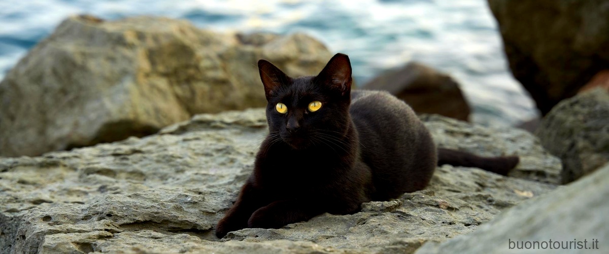 Goditi la spiaggia senza preoccuparti del sole con la Night Cat Tenda da Spiaggia