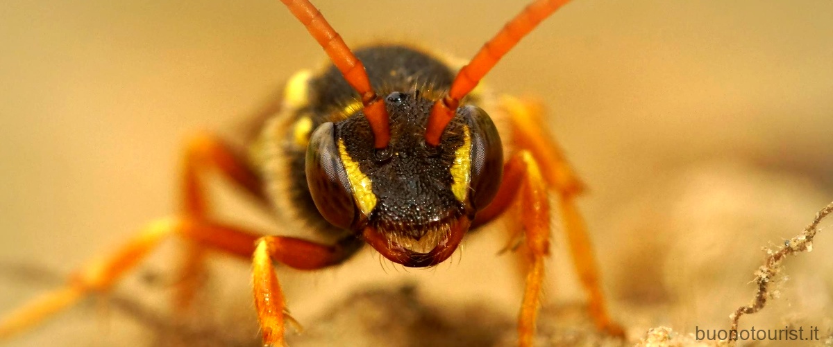 Il formichiere dell'America del Sud: un abile cacciatore di termiti