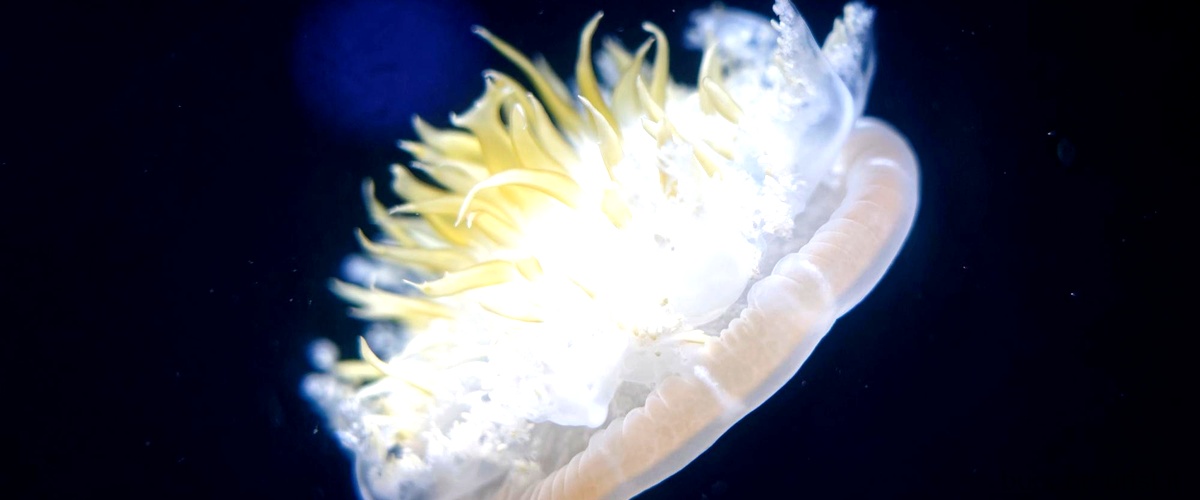 Blobfish in acqua: una sorprendente scoperta sul loro aspetto