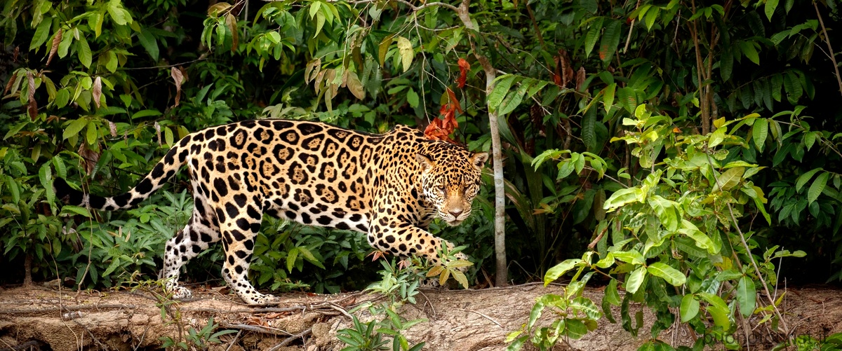 Gli animali del Borneo: scopri la meravigliosa fauna di questa terra