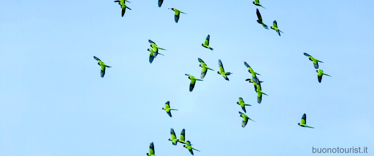 La straordinaria capacità del colibrì di volare all'indietro: scopri il segreto