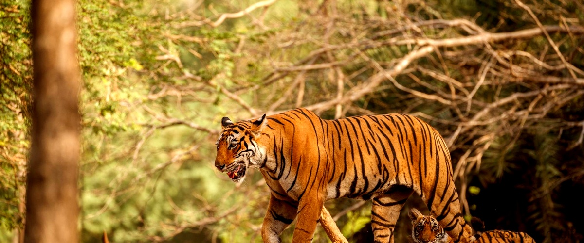 Specie di tigri: una panoramica sui diversi tipi di tigri esistenti
