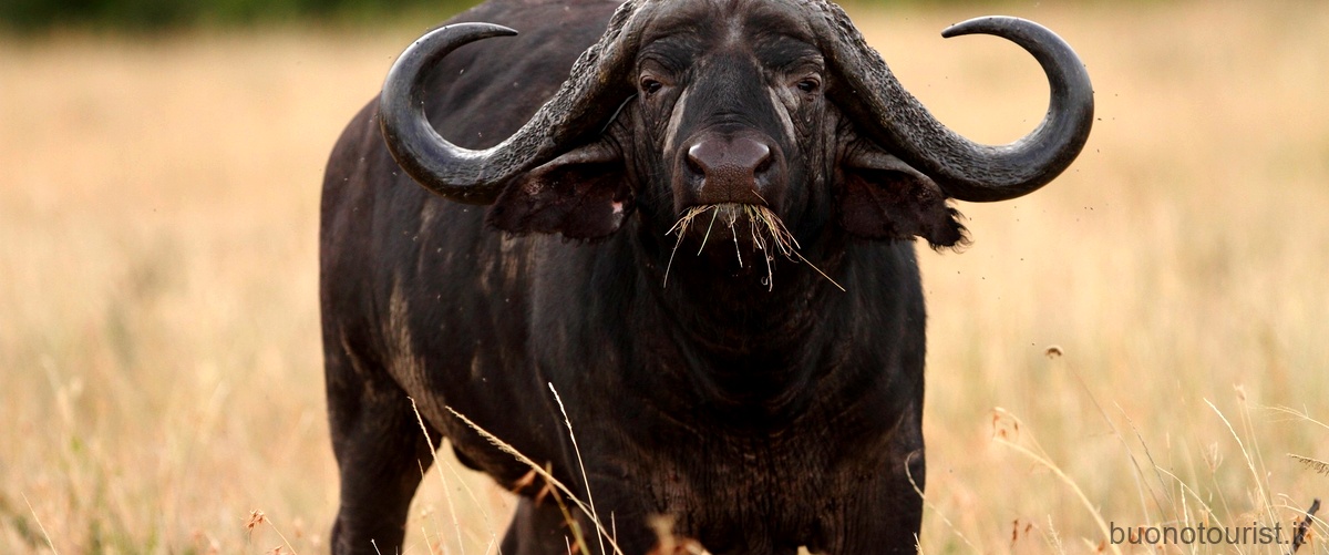 Bufalo vs Bisonte: quali sono le differenze?
