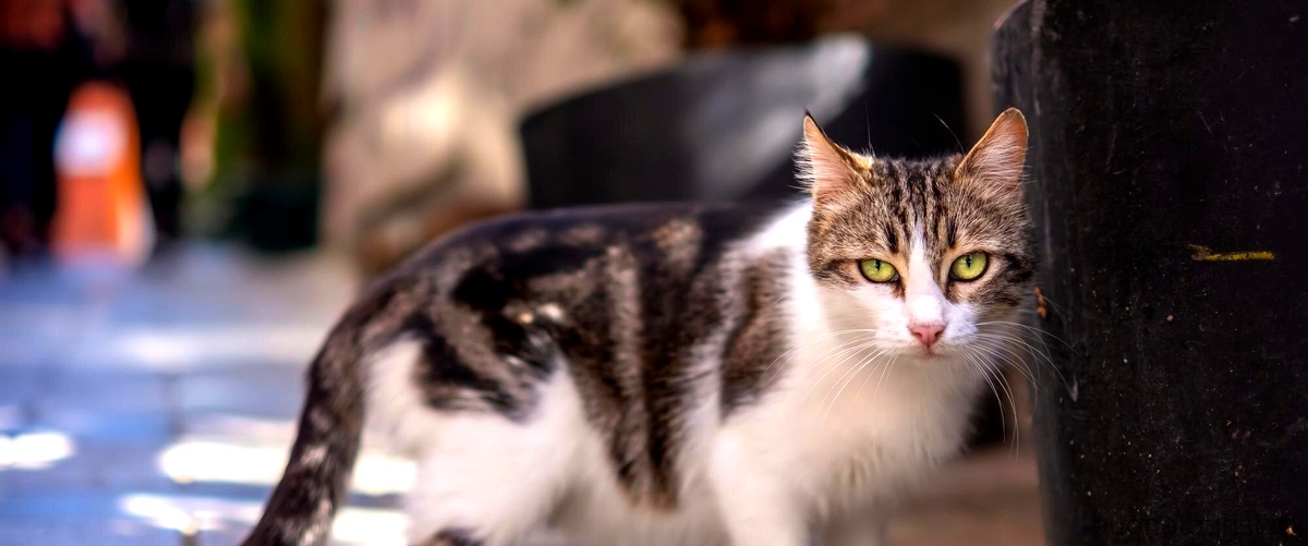Gatti razze rare: scopri il gatto più raro al mondo
