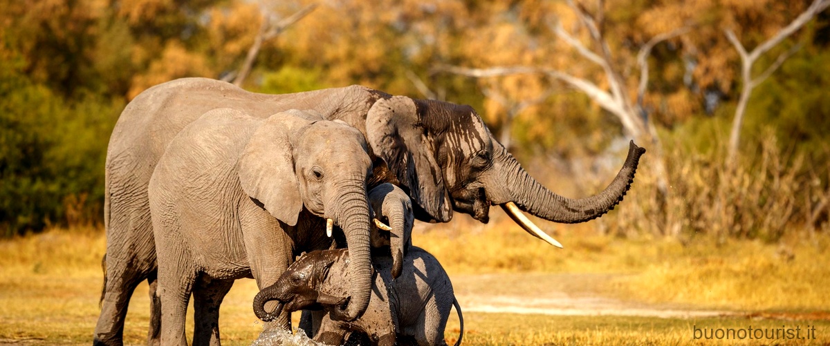Qual è il miglior safari in Kenya?