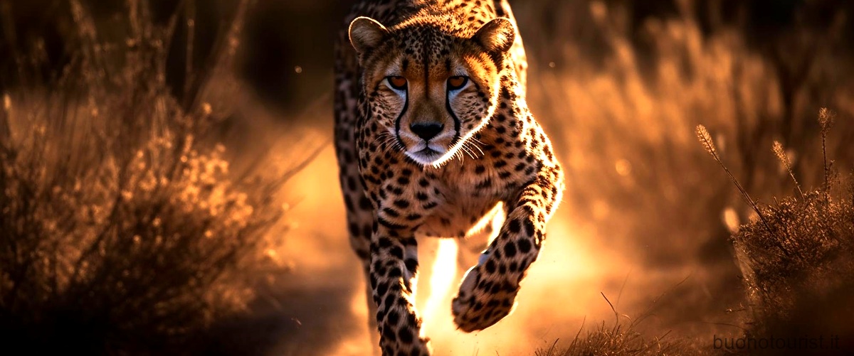Qual è la differenza tra il leopardo e il ghepardo?