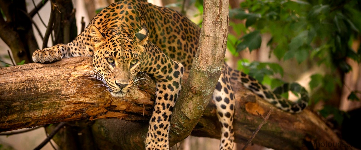 Qual è la differenza tra un giaguaro e un leopardo?