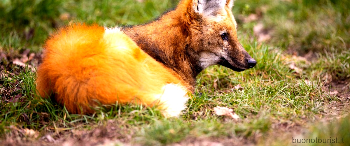 Qual è la volpe più rara del mondo?