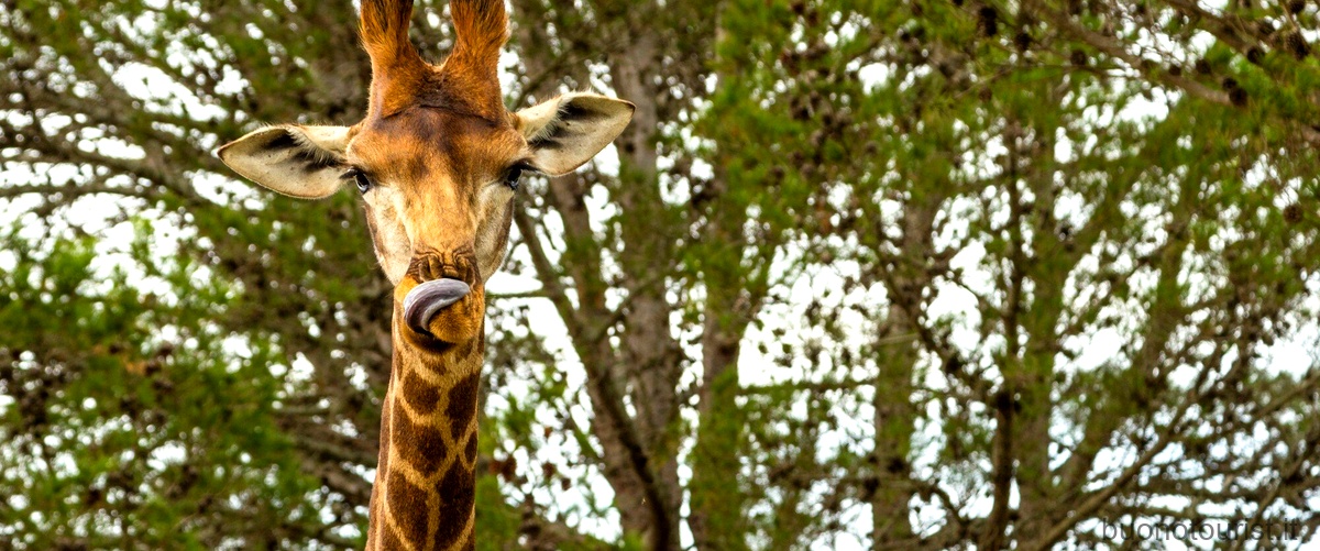 Quanto è alta una giraffa adulta: scopri limpressionante altezza di questo animale