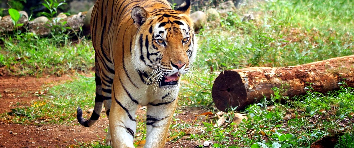 Animali in India: scopri la ricca fauna del subcontinente