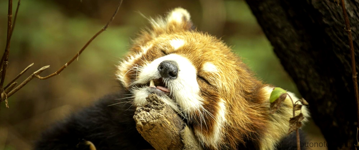 Qual è lhabitat del panda rosso?