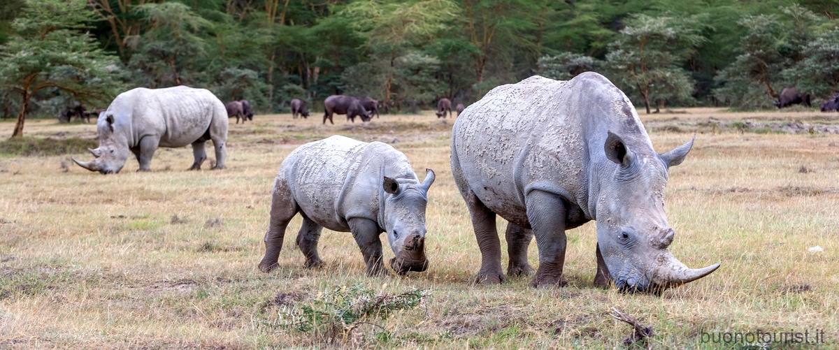 Quali safari ci sono in Kenya?