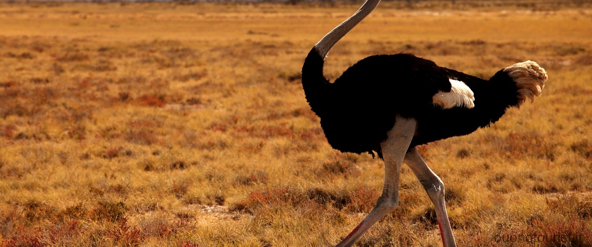 Quali sono gli animali che vivono nella savana africana?