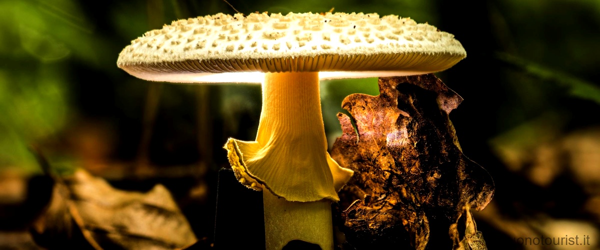Quali sono i funghi mortali?