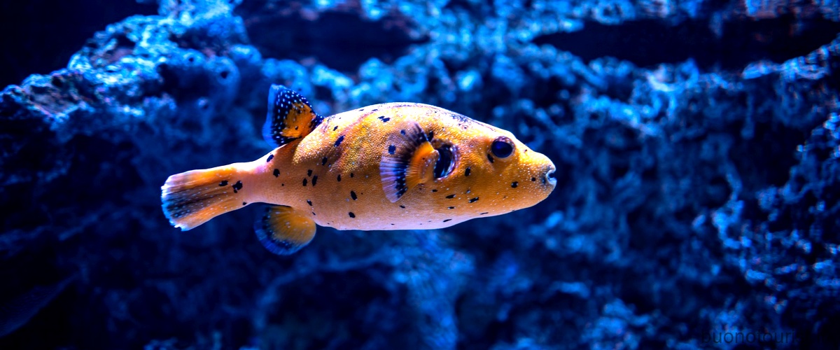 Quali sono i pesci più belli del mondo?