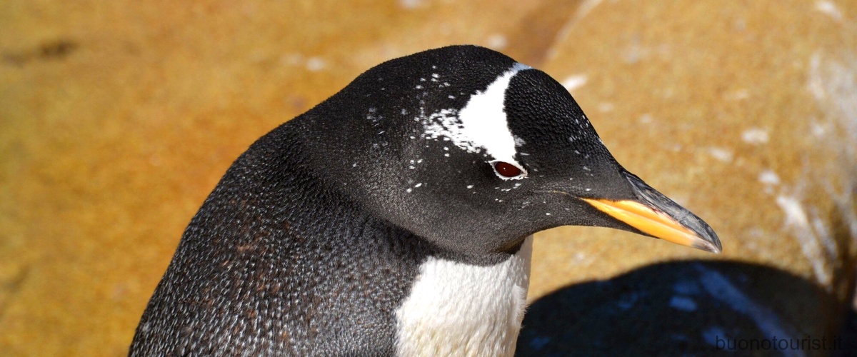 Quali sono i tipi di pinguini?