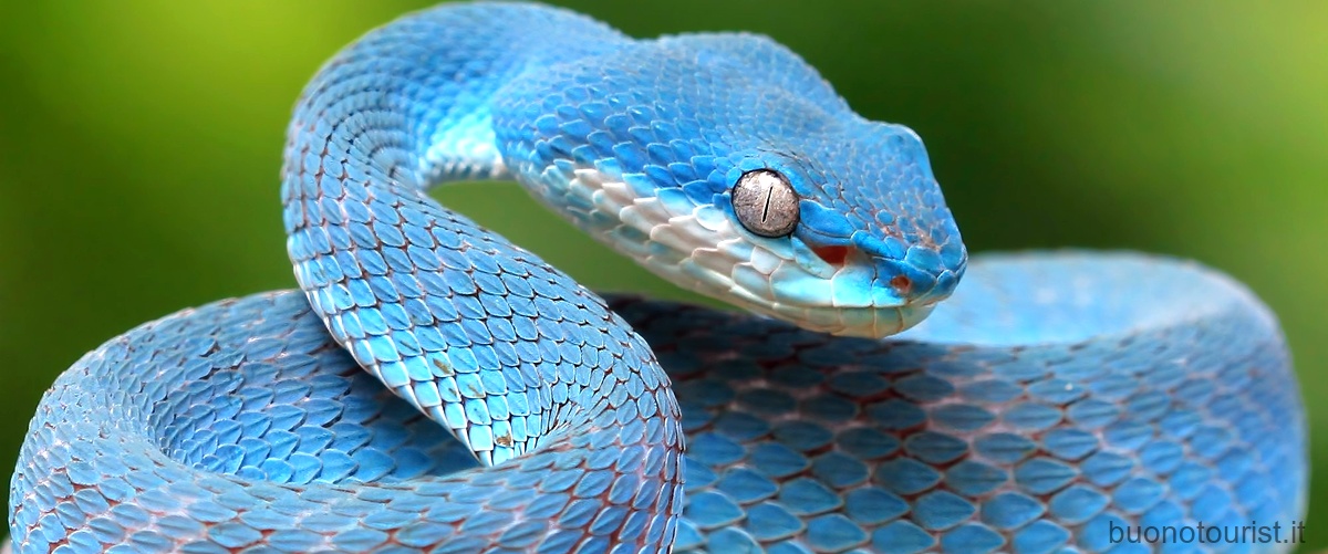 Quali sono i tre serpenti più velenosi al mondo?