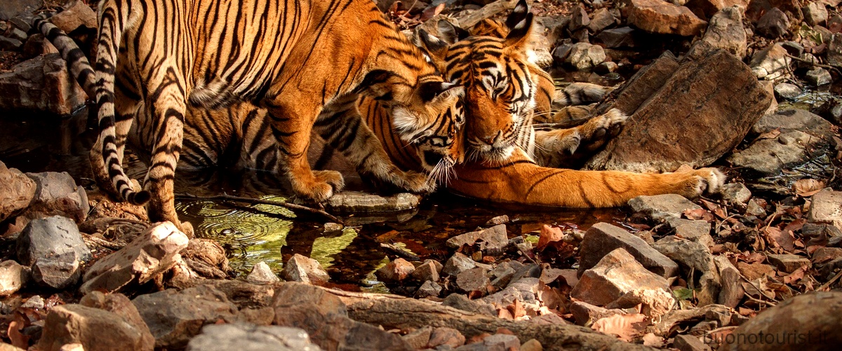Quali tipi di tigre esistono?